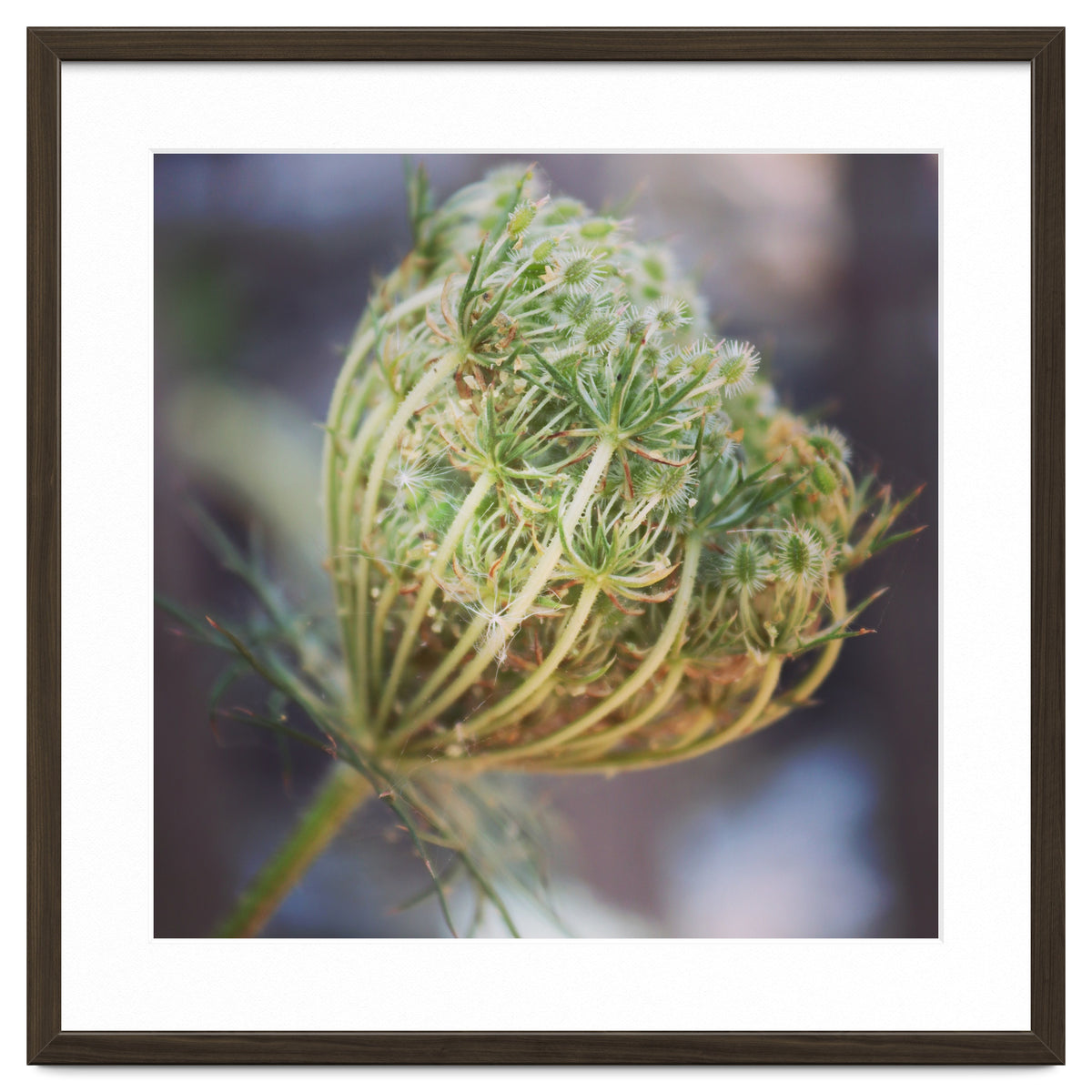 Seed head
