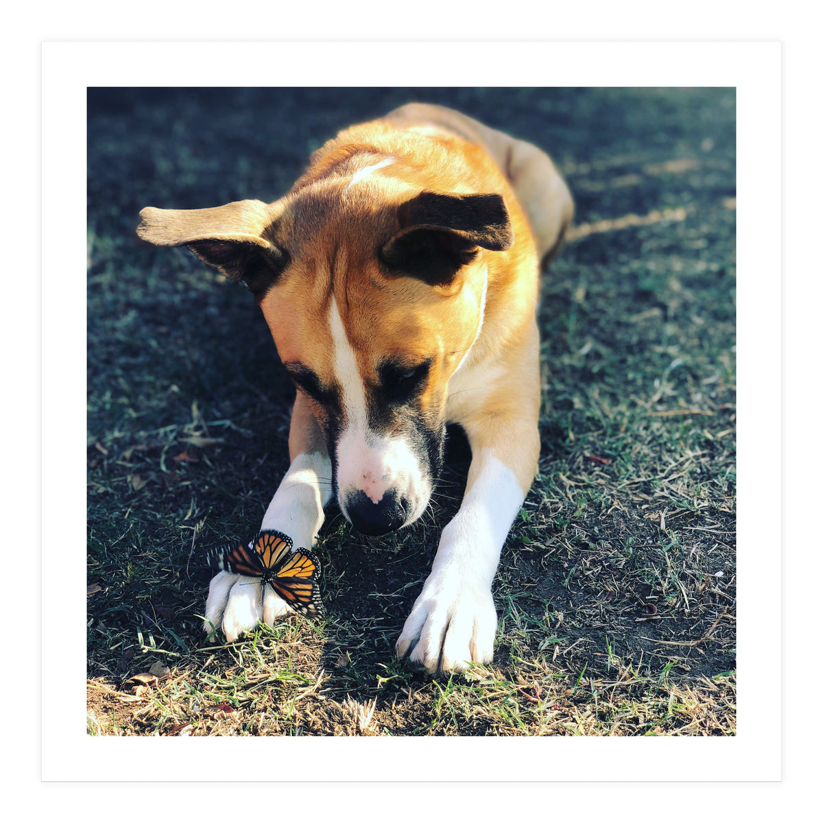 Cooper With Butterfly (Print Only)