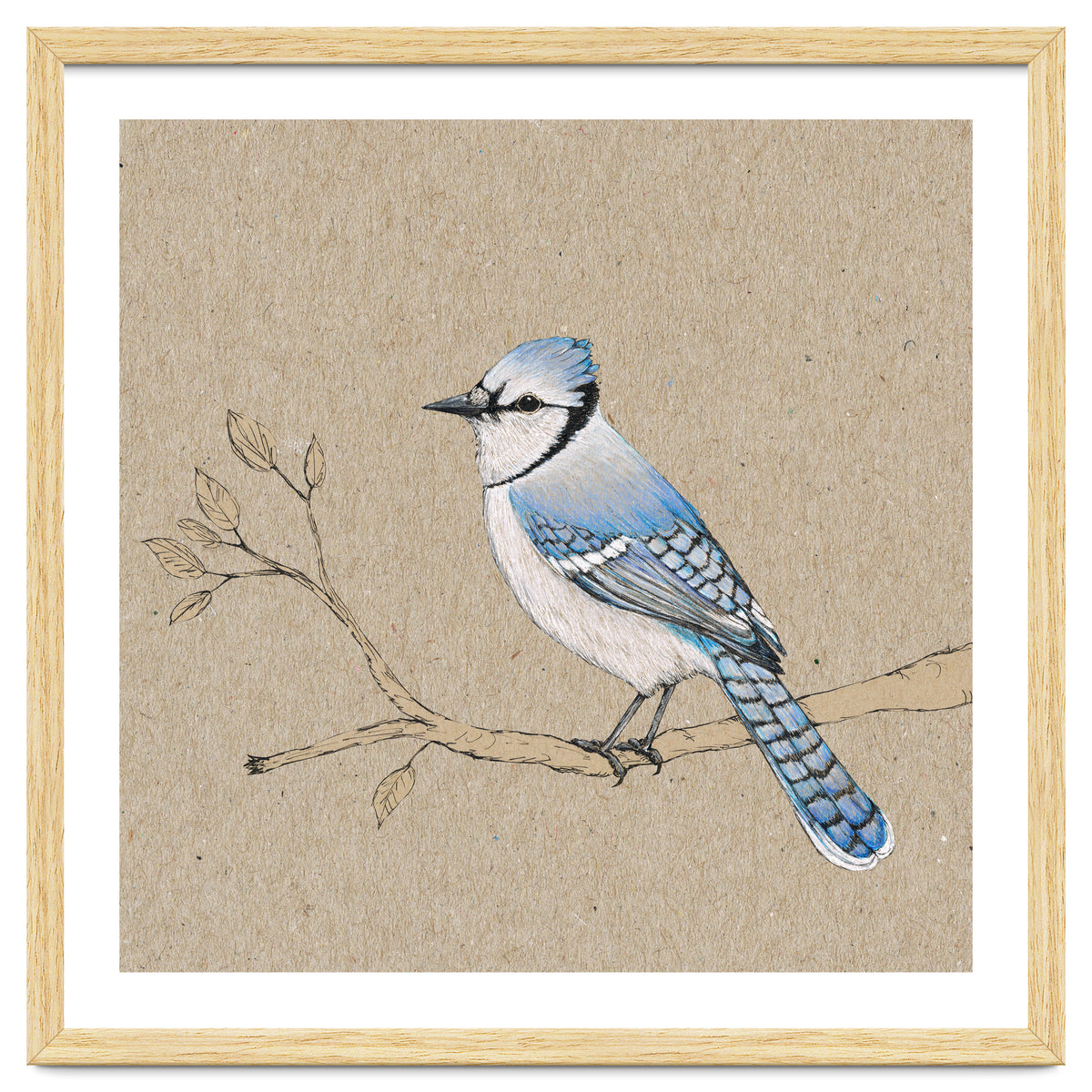 Blue jay