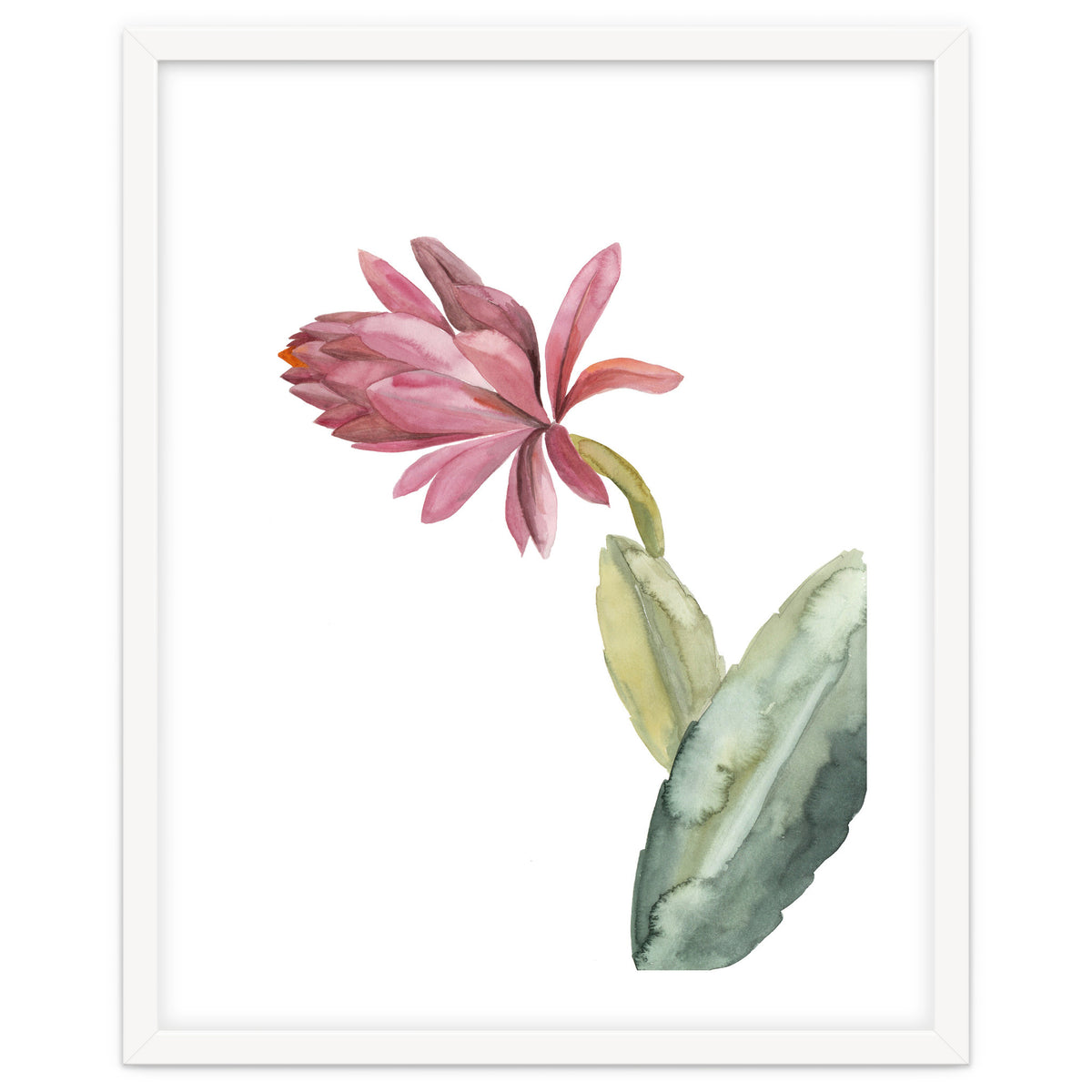 Botanical Illustration Pink Cactus Flower