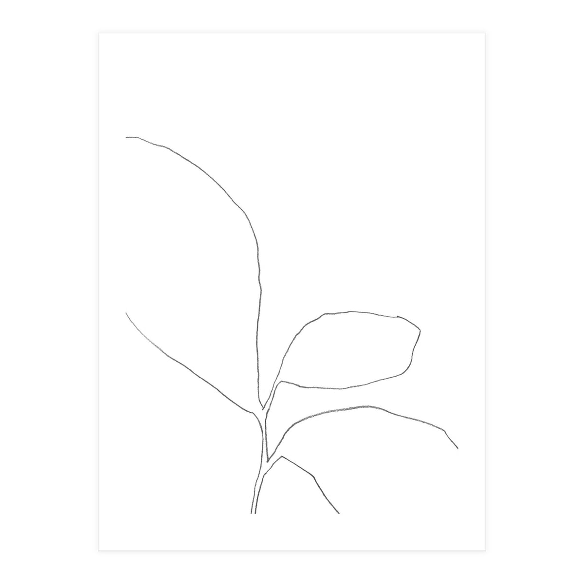 Three Leaf Seedling (Print Only)