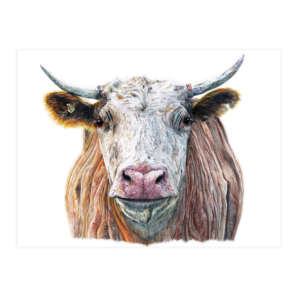 Cow No.1 (Print Only)