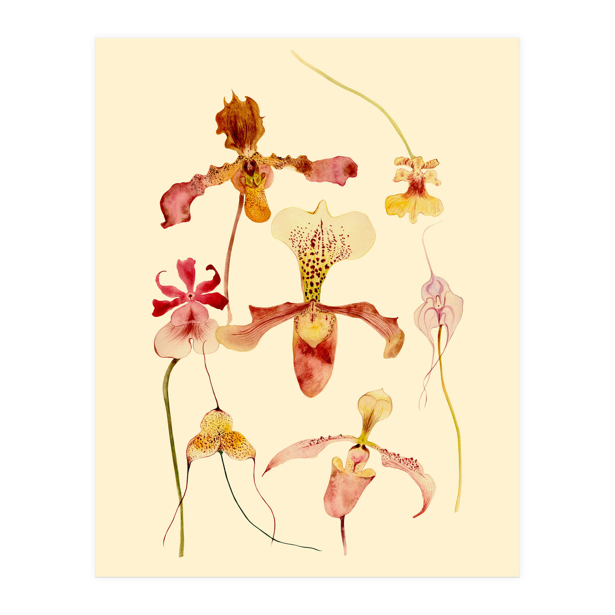 Orchids #2 (Print Only)