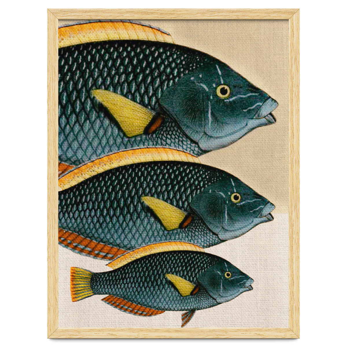 Fish Classic Designs 10