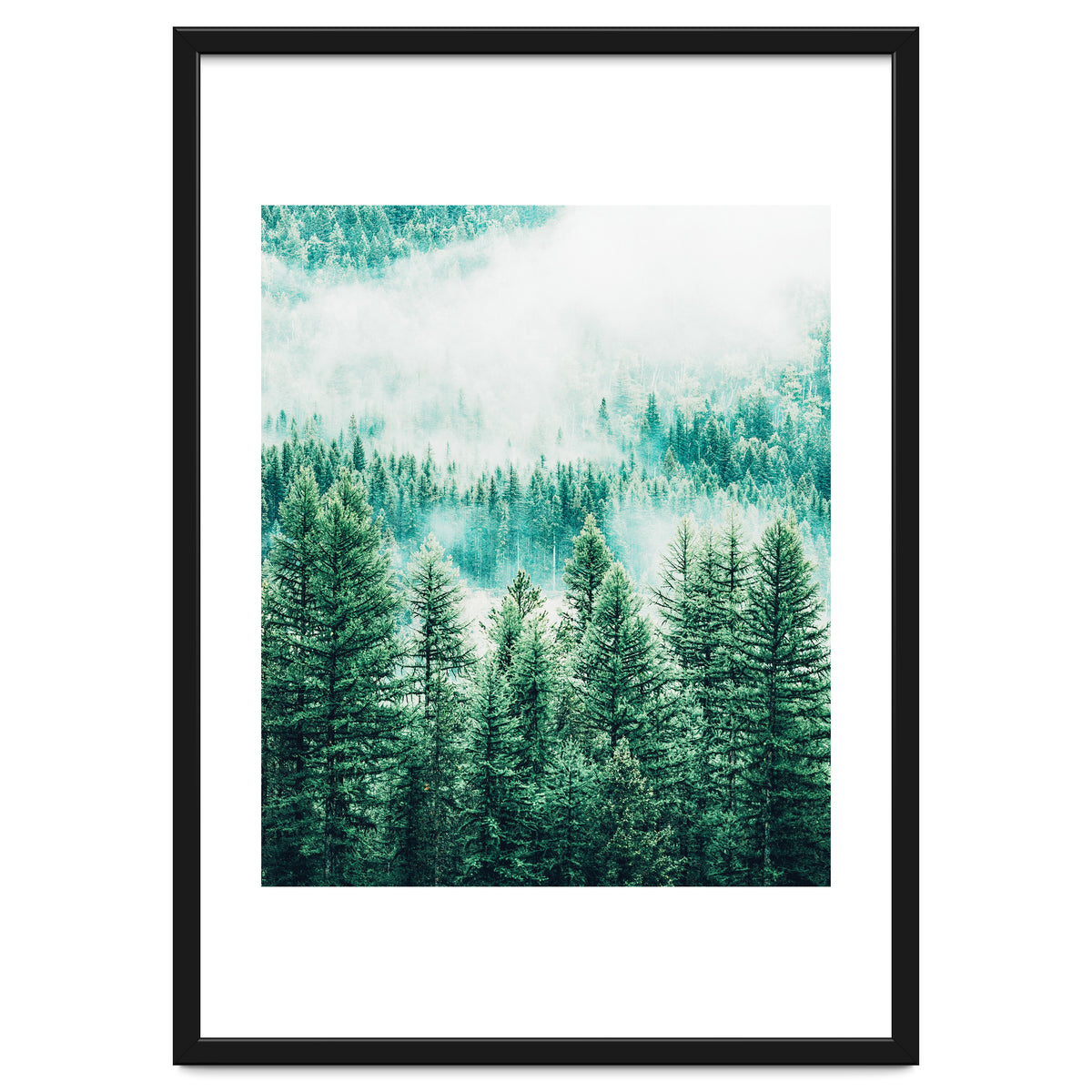 Forest And Fog