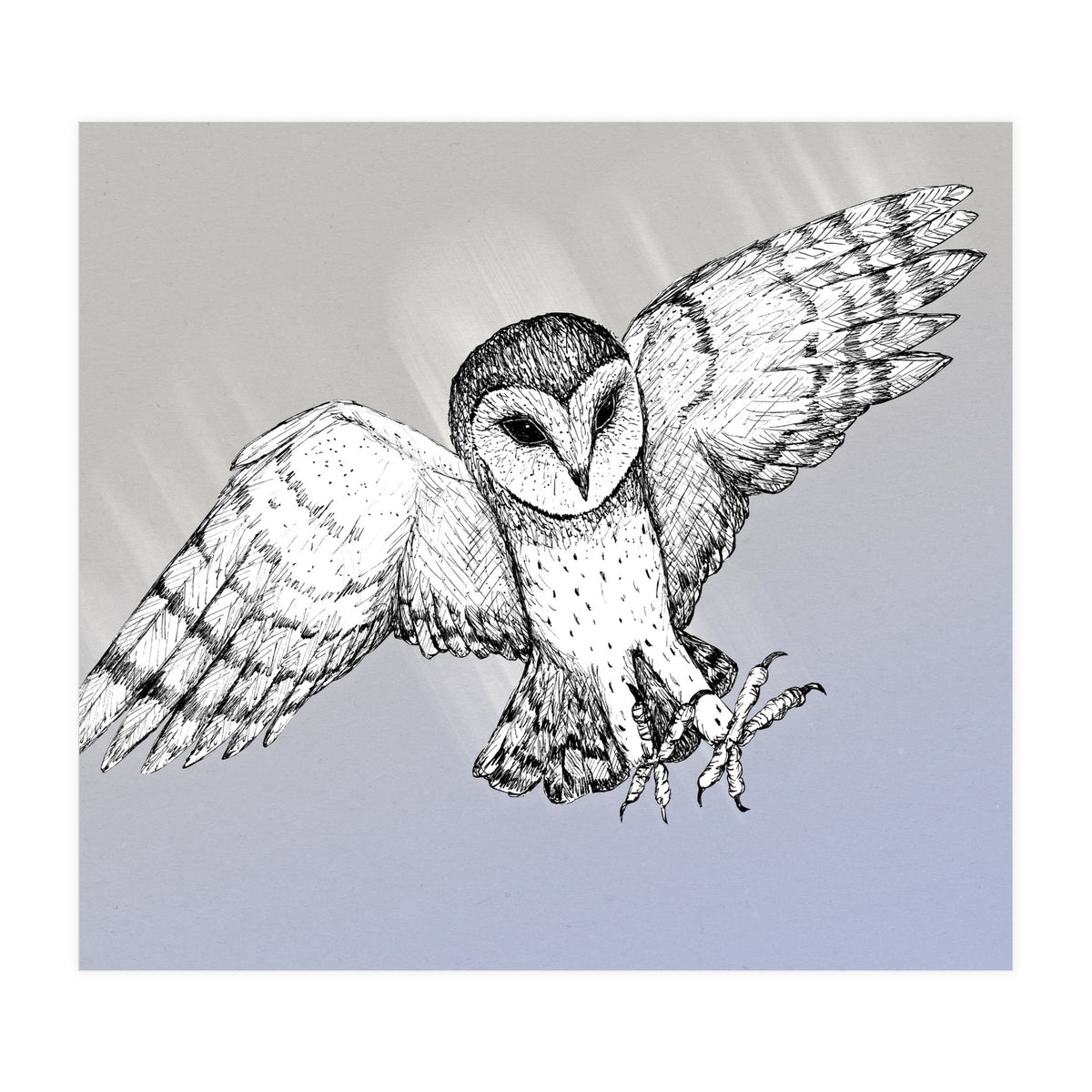 Attacking barn owl (Print Only)