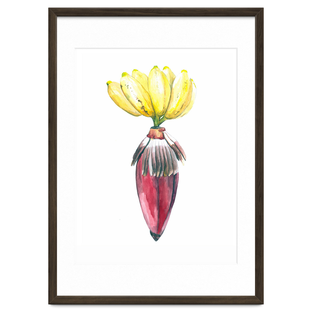 Botanical Illustration Banana