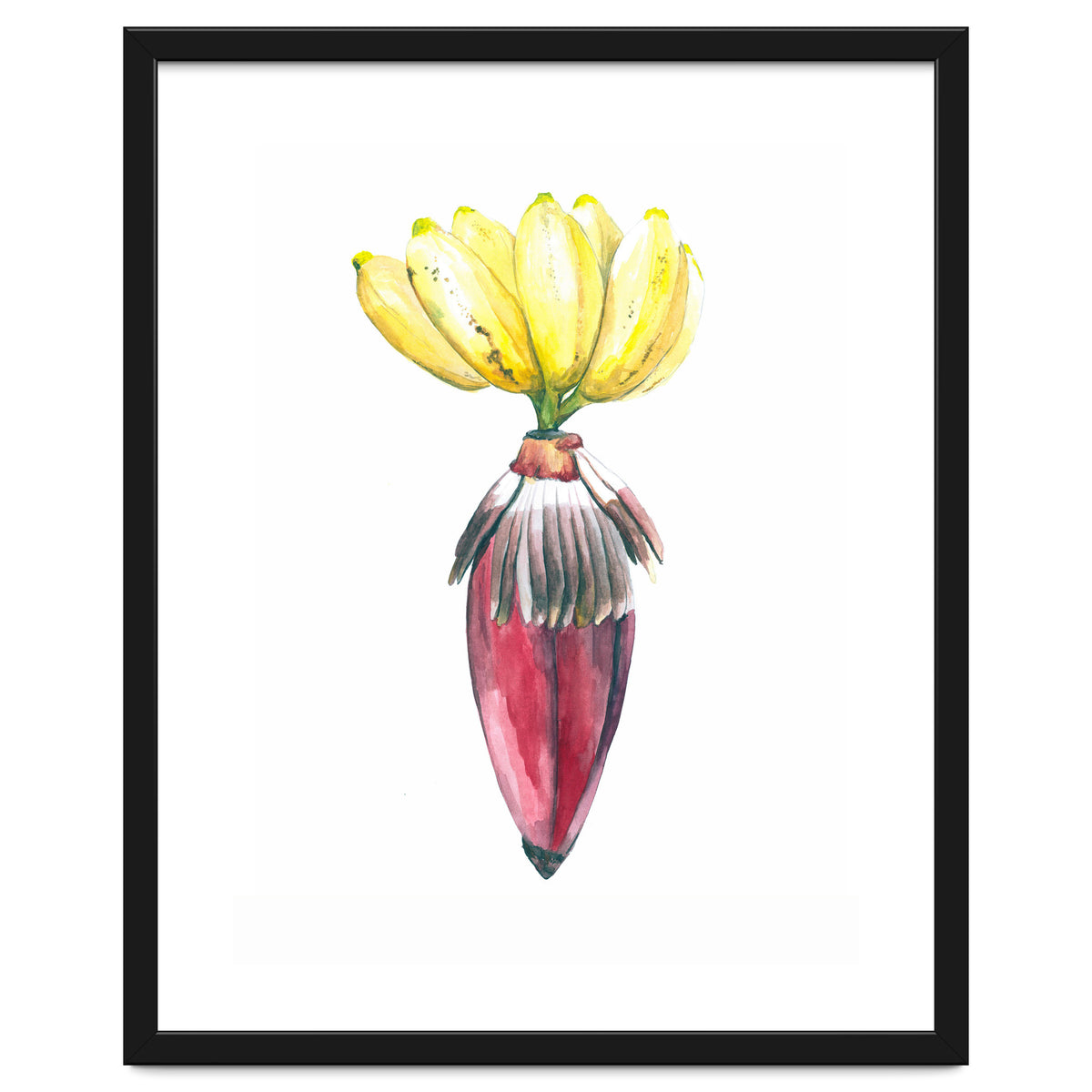Botanical Illustration Banana