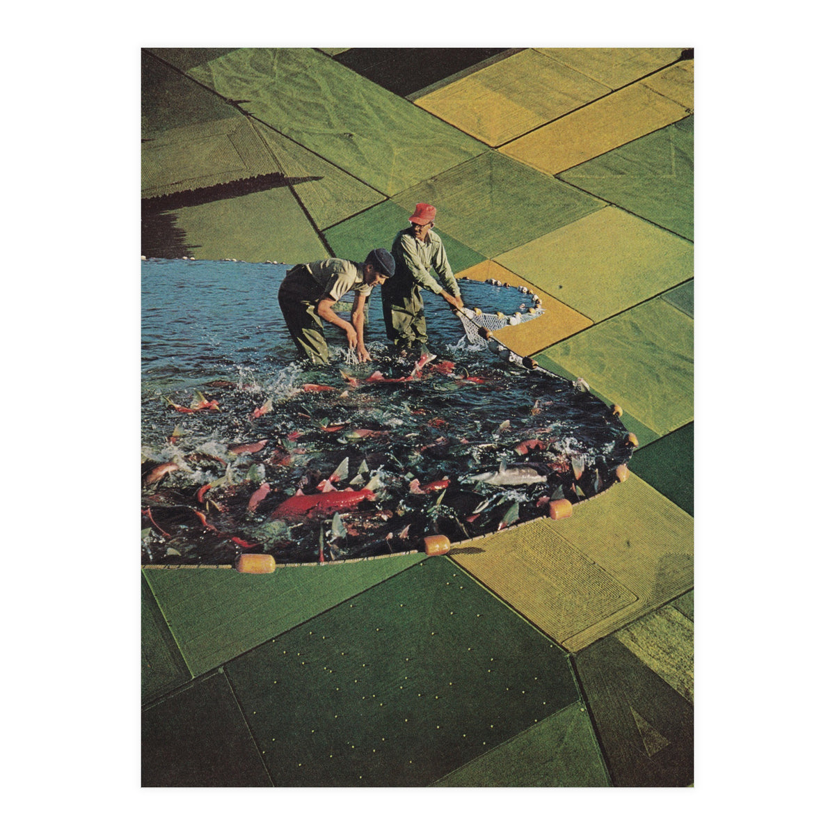 Salmon Farm (Print Only)