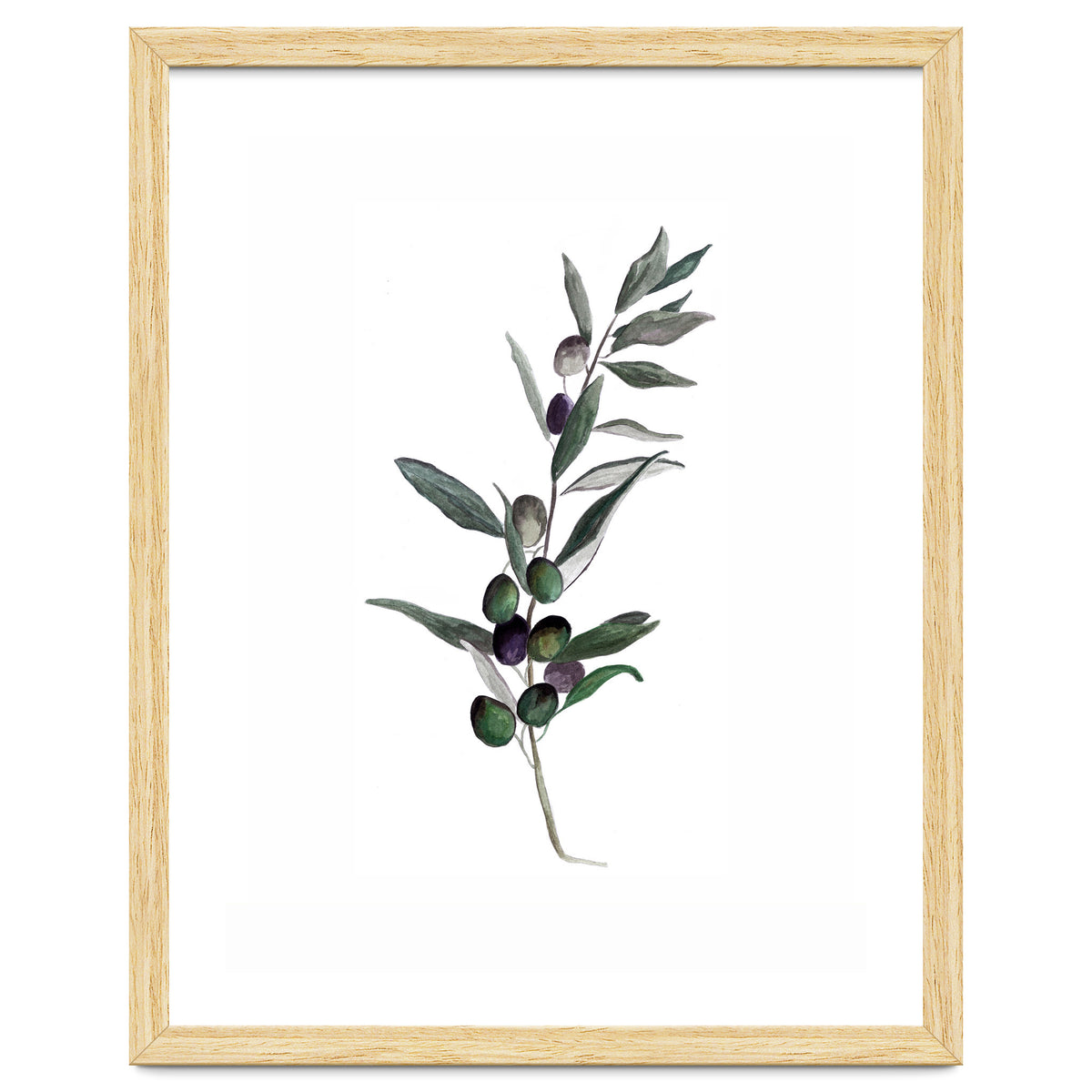 Botanical Illustration Olive