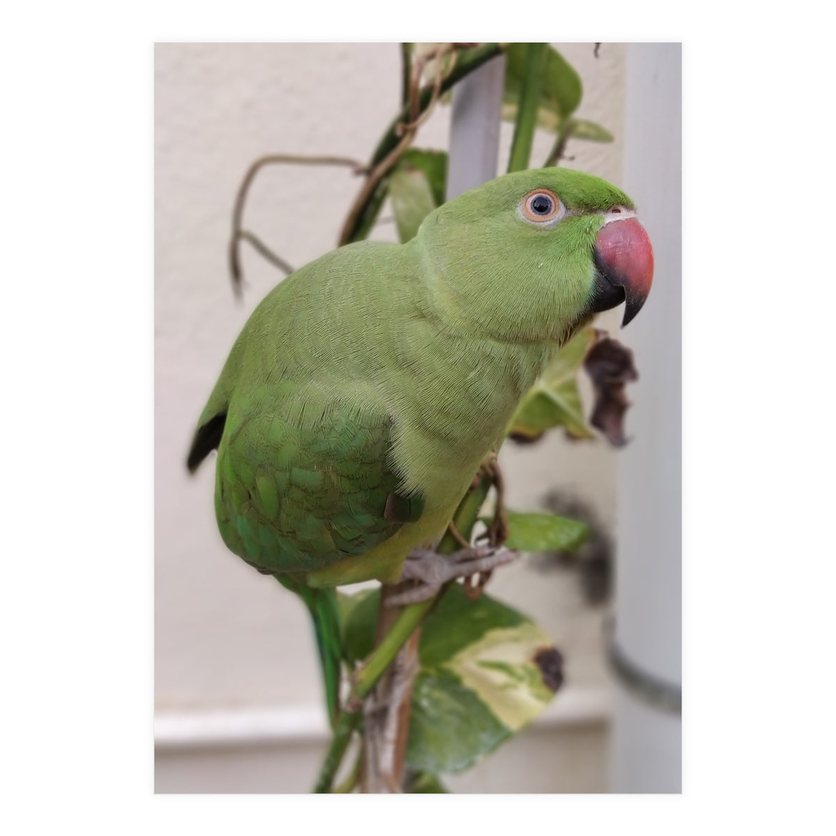 Dazzling Indian Parrot (Print Only)