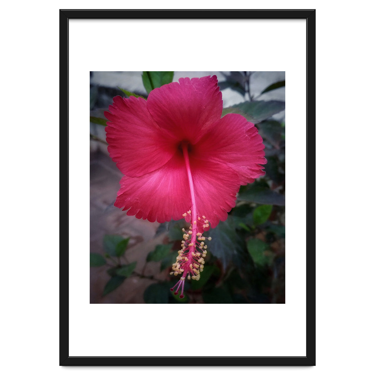 Beautiful Hibiscus Flora