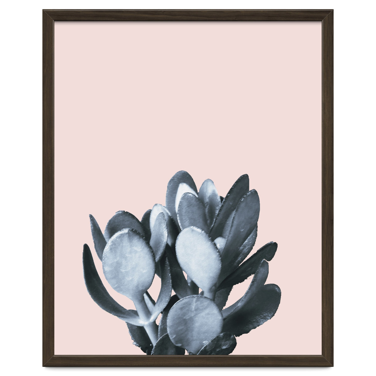 Cactus collection BL-II