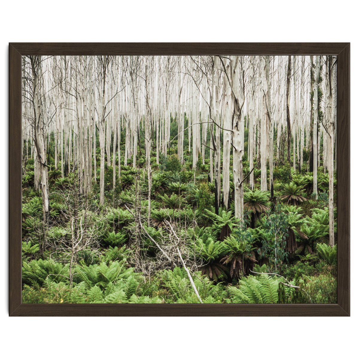 Forest After The Fire