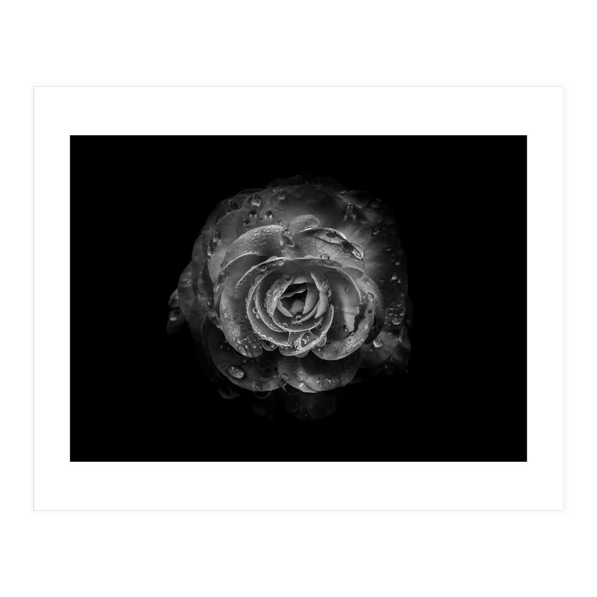 Backyard Flowers In Black And White No 64 (Print Only)