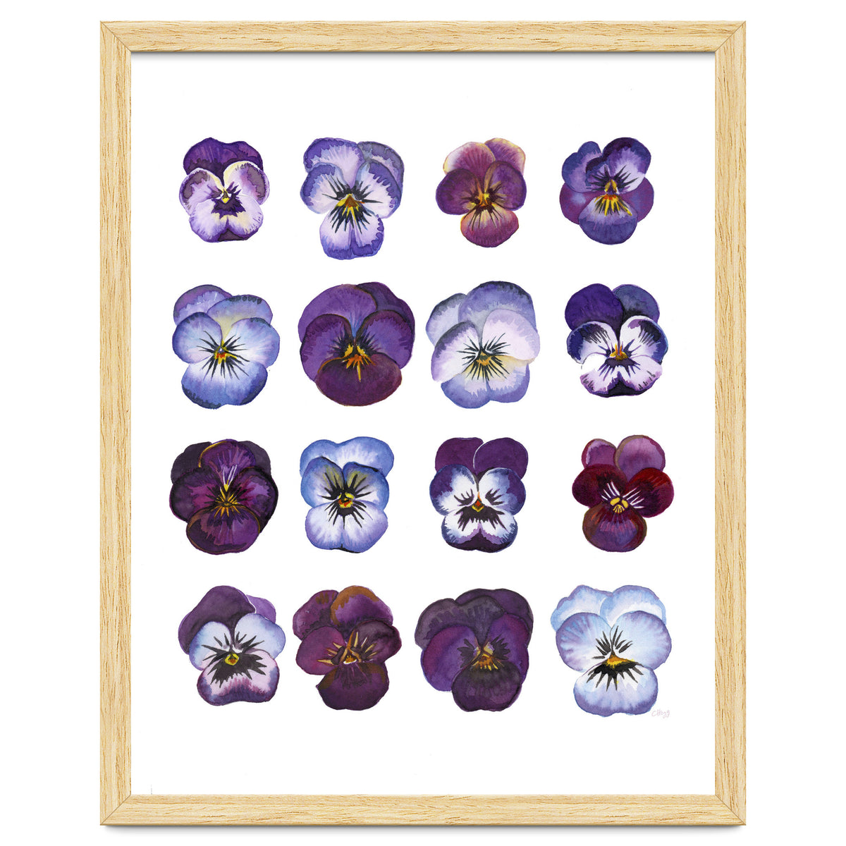 A Watercolour Study Of Violas