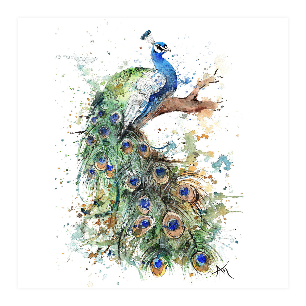 Peacock - Wildlife Collection (Print Only)