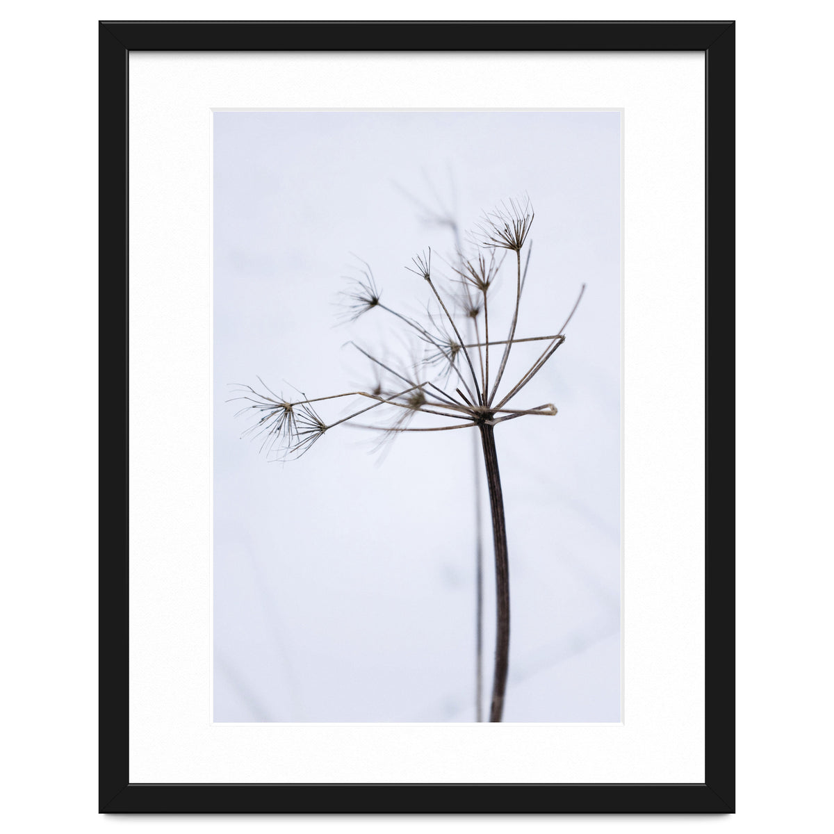 Wildflower in Winter