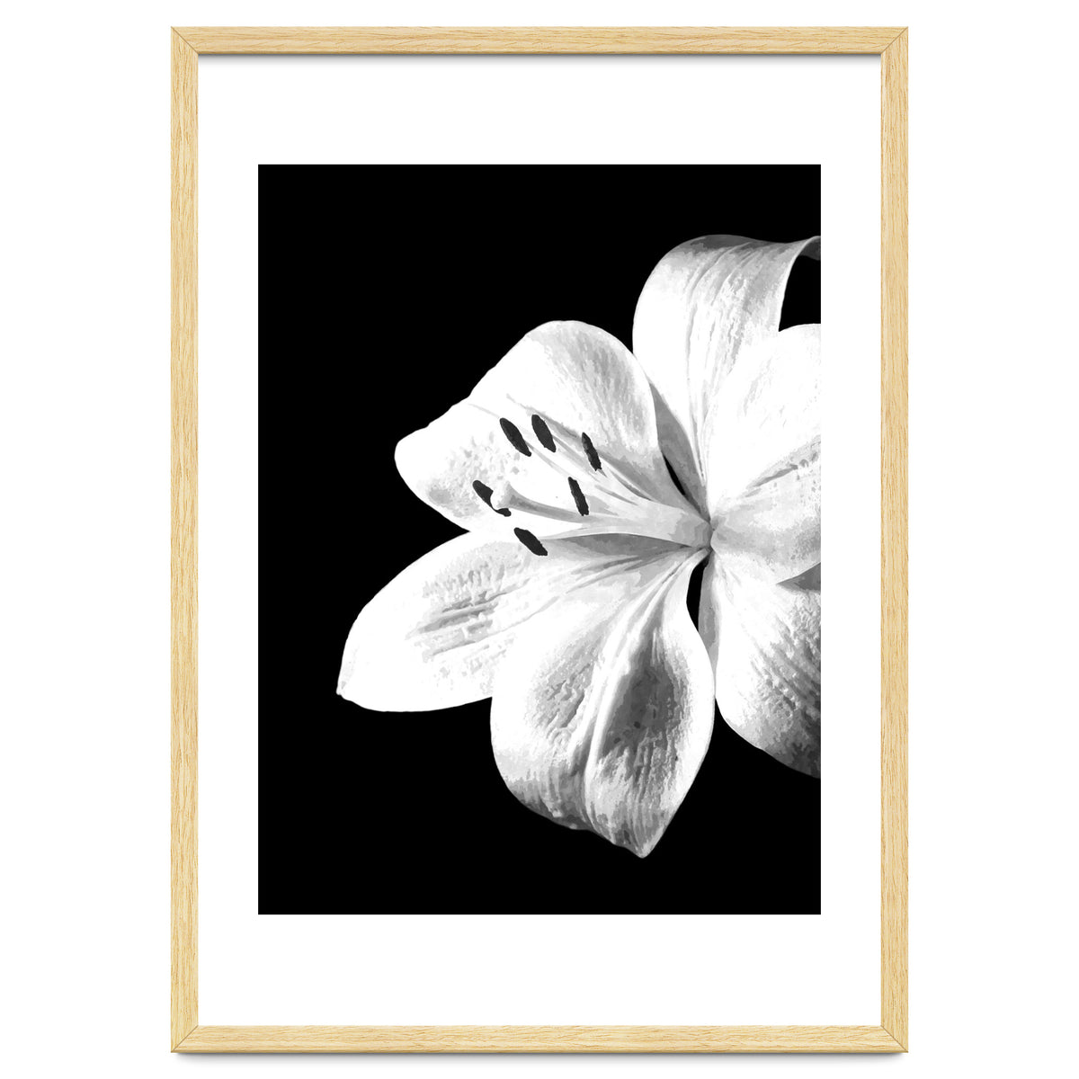 White Lily Black Background