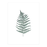 Botanical Illustration Silverfern (Print Only) thumbnail