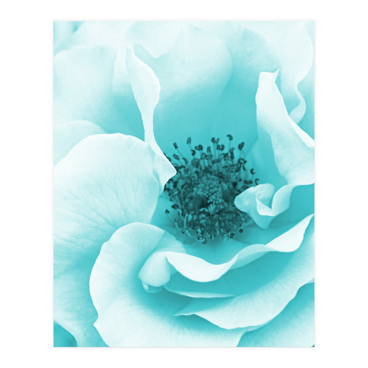 Blue Rose (Print Only)
