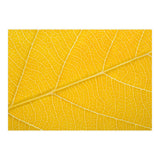 Autumn Leaf (Print Only) thumbnail