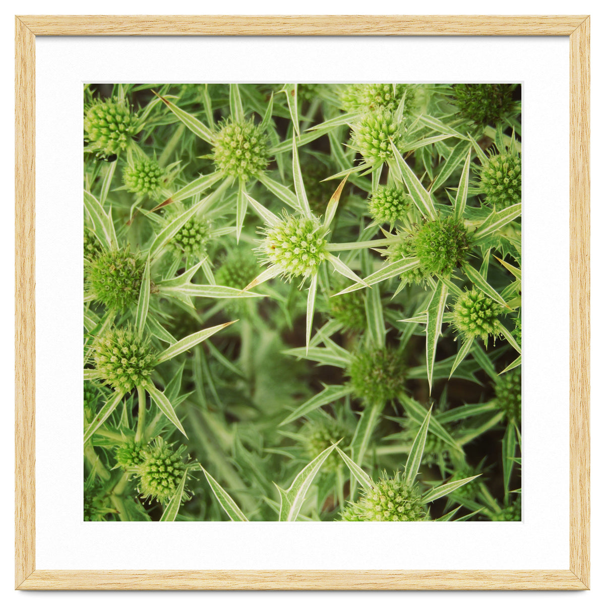 Green thistles