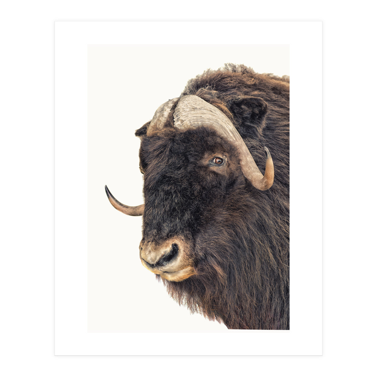 Cc Animal 02 (Print Only)