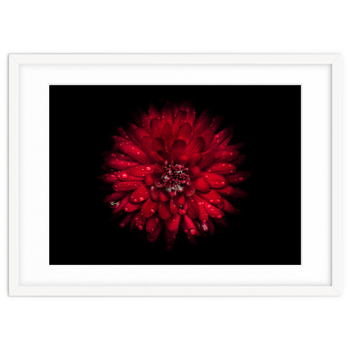 Backyard Flowers 45 Color Version