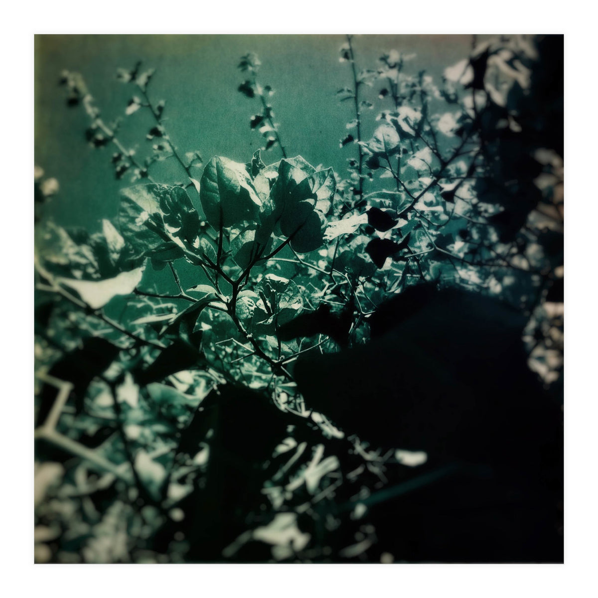 GREEN POEM (Print Only)