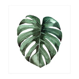 Botanical Illustration Monstera Deliciosa (Print Only) thumbnail