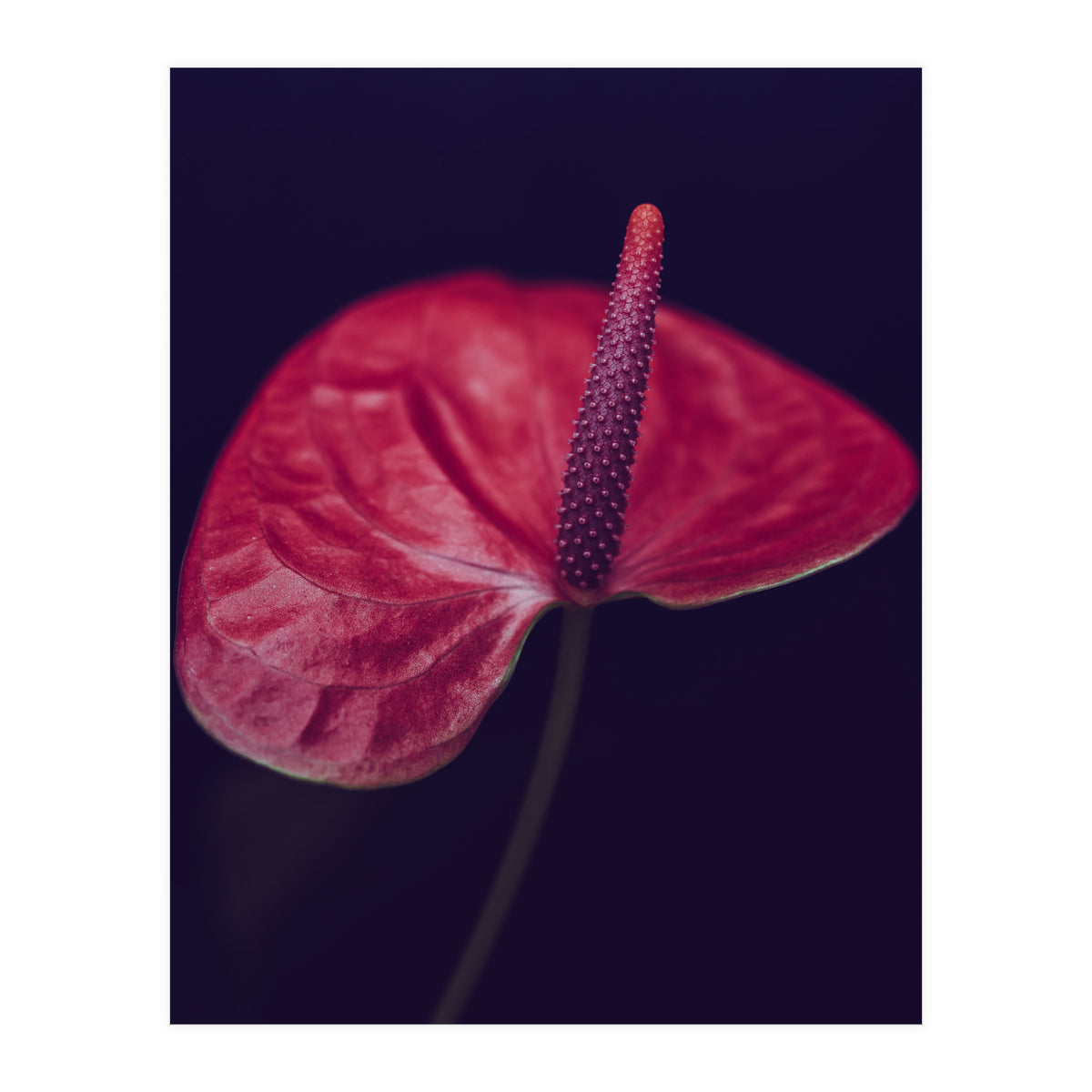 Dark Ruby (Print Only)