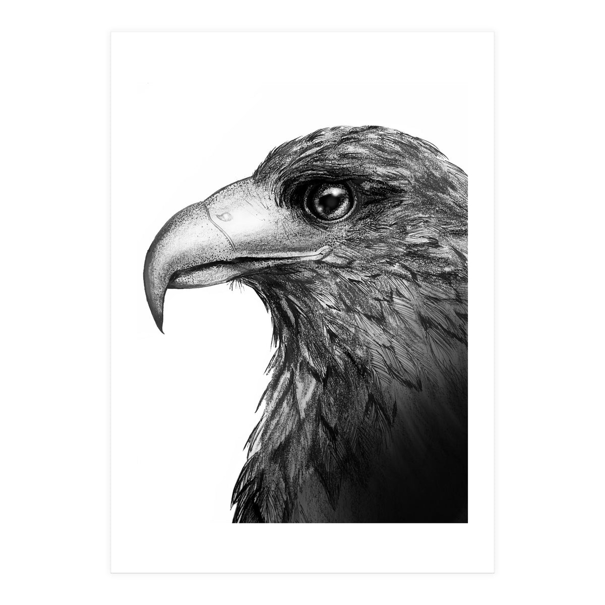Harris's Hawk (Print Only)