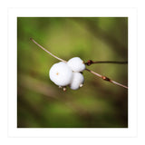 winter berries (Print Only) thumbnail