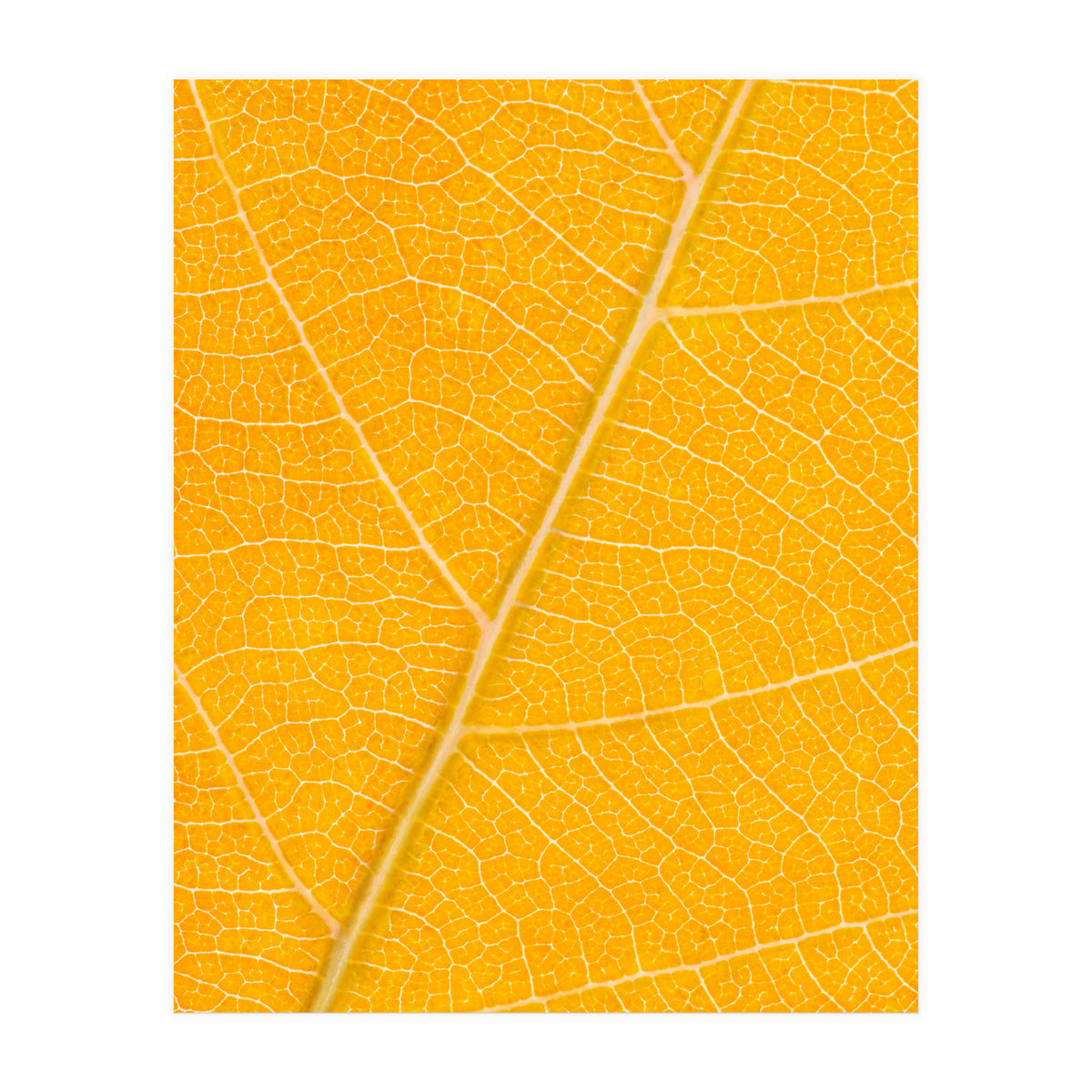 Autumn Leaf (Print Only)