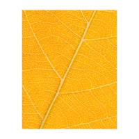 Autumn Leaf (Print Only)