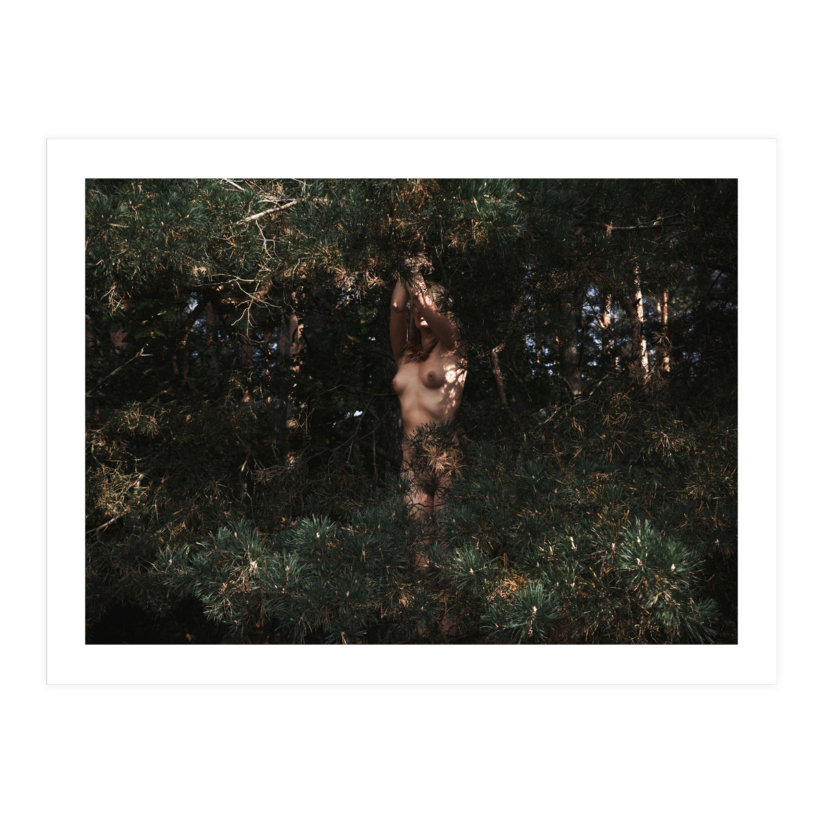 The Eyes of the Forest (Print Only)