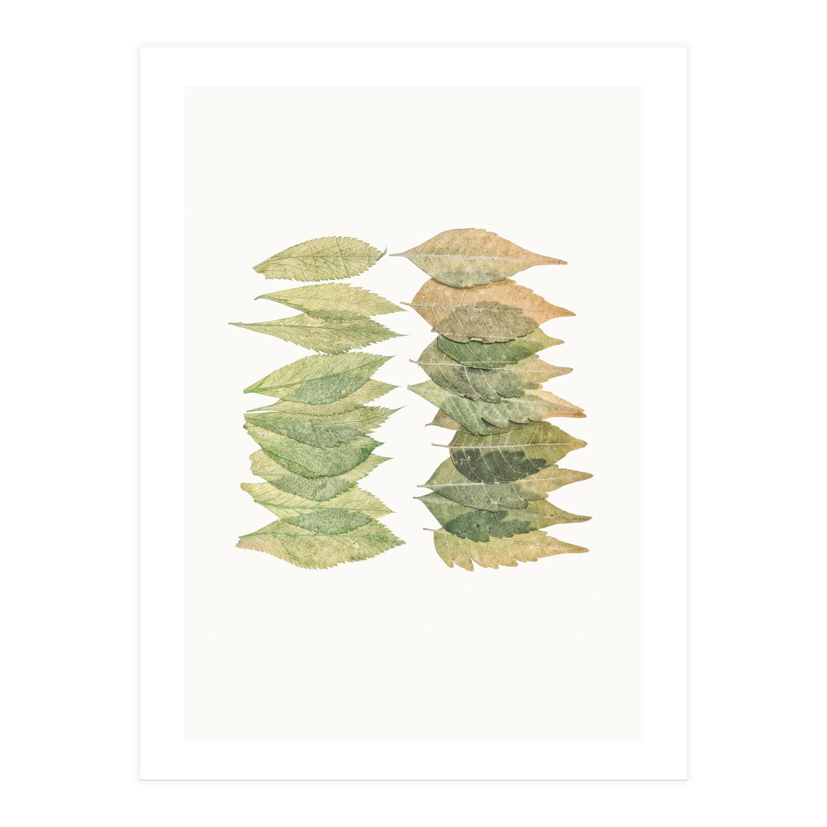 Cc Leaves 01 (Print Only)