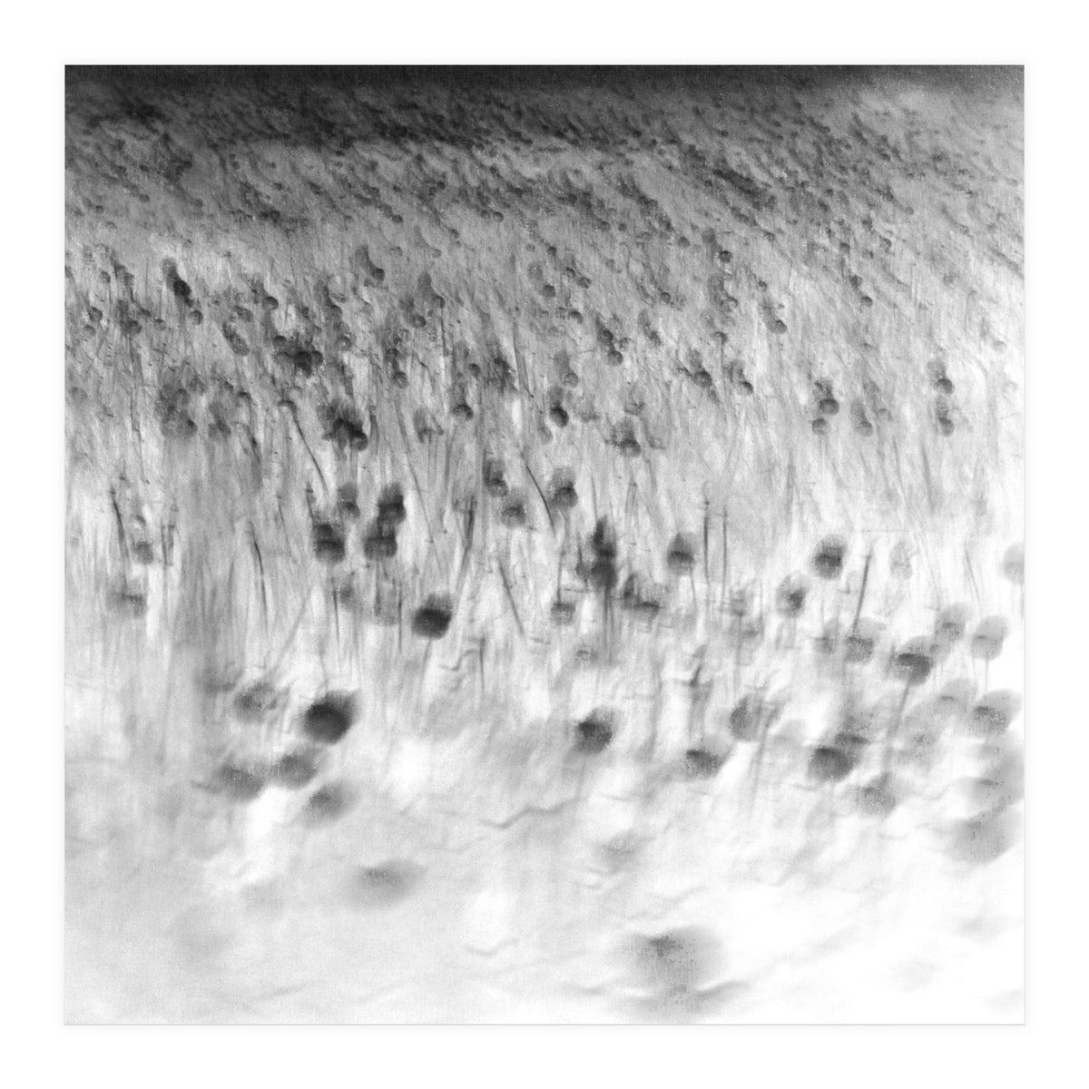 forgotten meadows (Print Only)