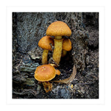 Tree Fungi  (Print Only) thumbnail