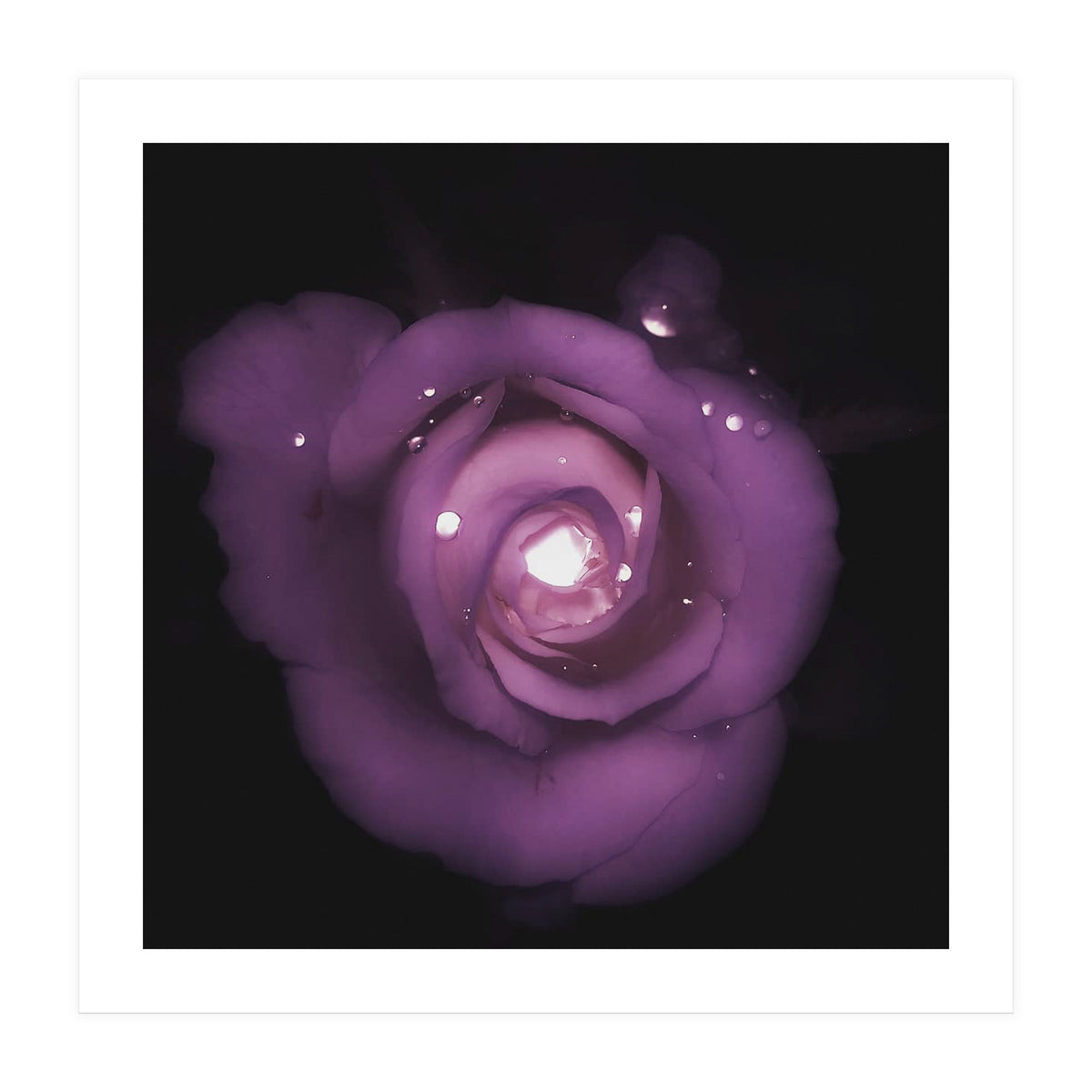 Glittering Rose (Print Only)