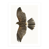 Cc Birds 09 (Print Only) thumbnail