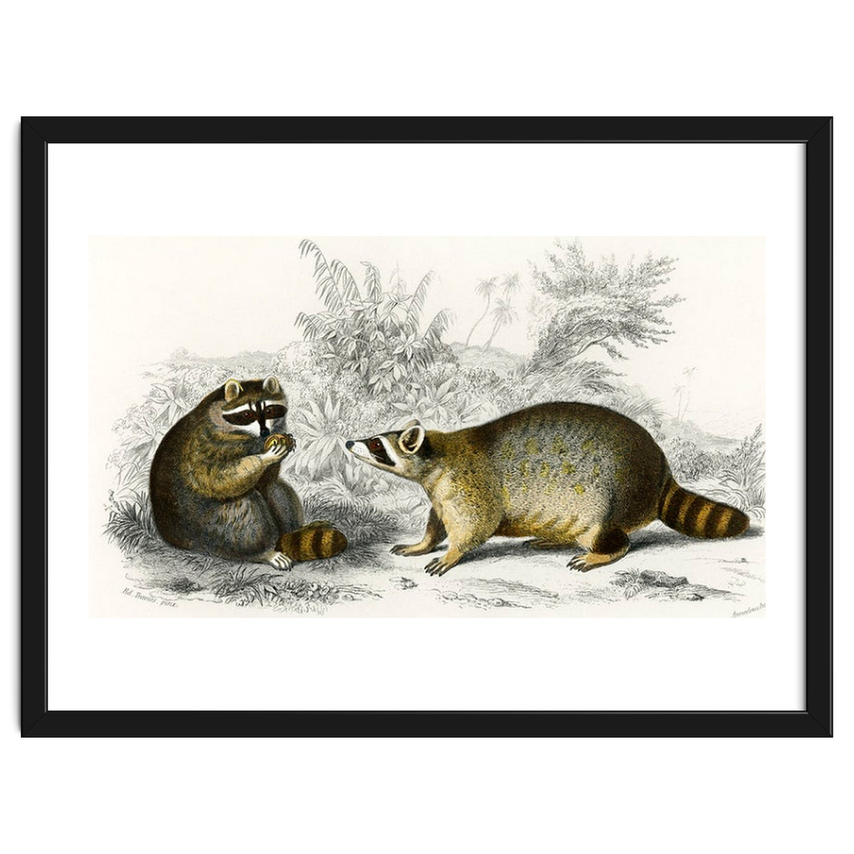 Raccoon illustrated