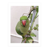 Attractive Indian Parrot (Print Only) thumbnail