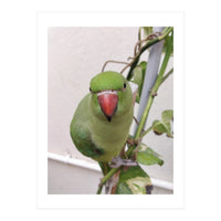 Attractive Indian Parrot (Print Only)