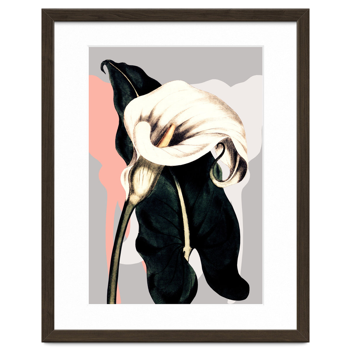 Calla lily flower