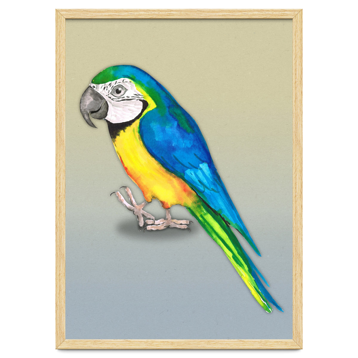 Blue and yellow macaw