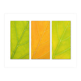 Autumn Leaves (Print Only) thumbnail