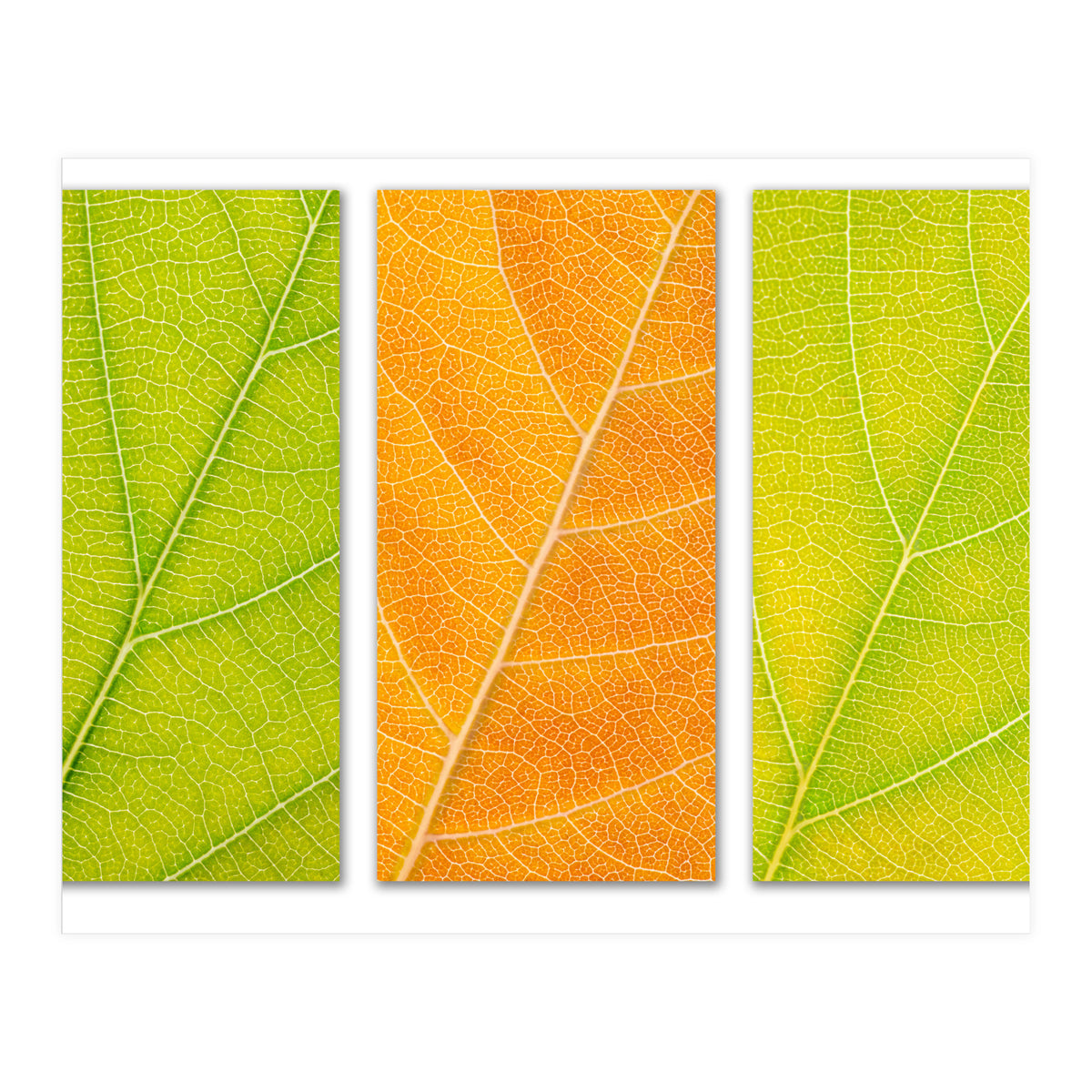 Autumn Leaves (Print Only)