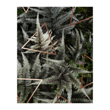 Fern Art (Print Only) thumbnail